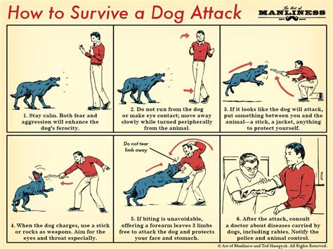 Dog attacks 2.